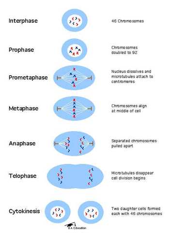 Theory is proposed that all cells come from pre-existing cells.