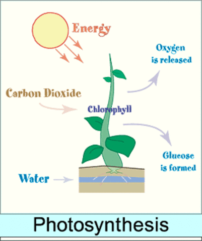 Contribution to Photosynthesis