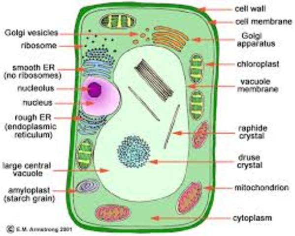 Discovery of Cells