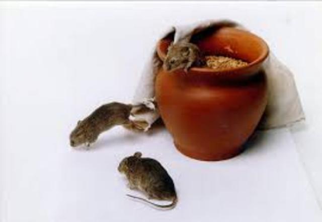 Spontaneous Generation