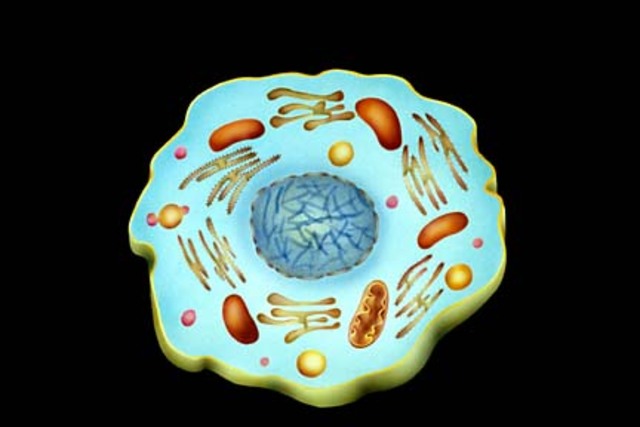 The first living cell is seen.
