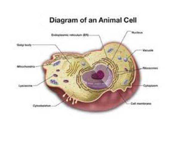 Animals are composed of cells.