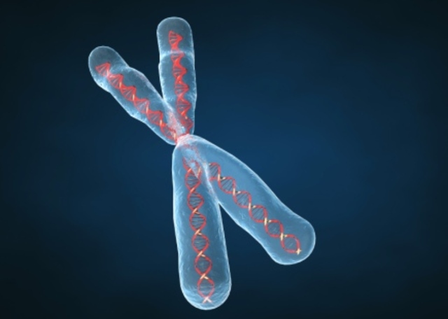 Chromosome Behavior