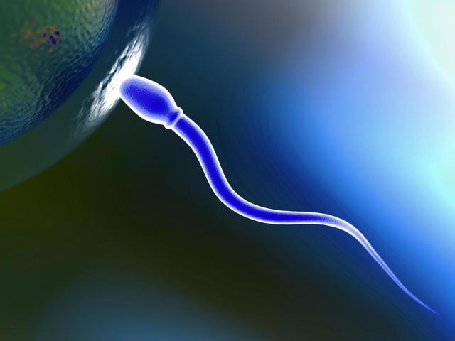 Penetration of Sperm and Egg Cells