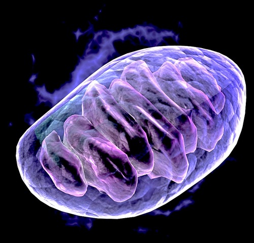 Mitochondria is Discovered