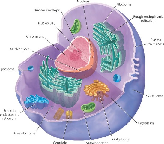Animal Cells