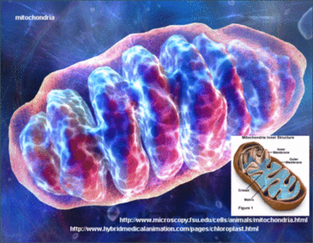 Mitochondria Discovered
