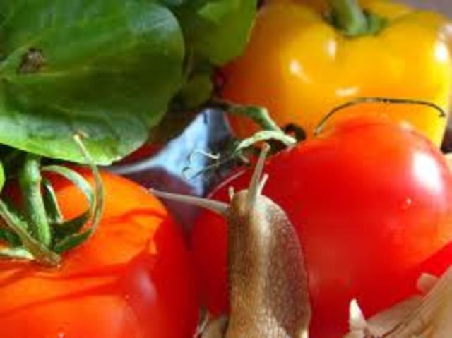 Origin Of Organic Beings