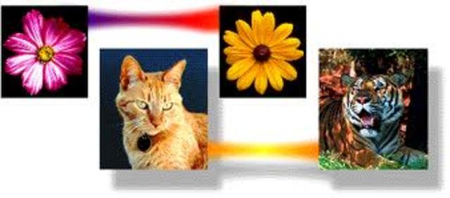 classified all organisms either a plant or an animal