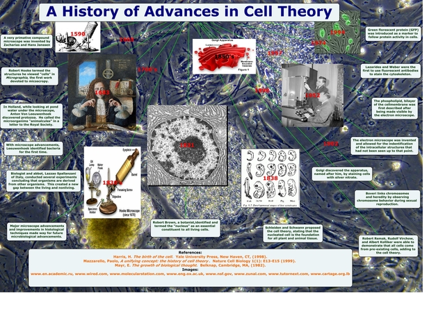 Cell Theory was found