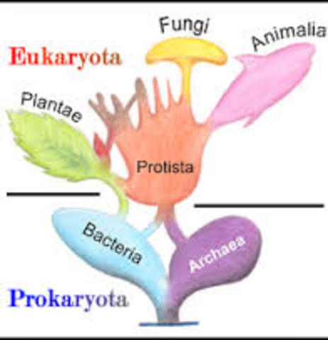 discovered that all living things are made of and consist of cells