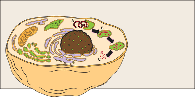 Cells are building blocks in plants