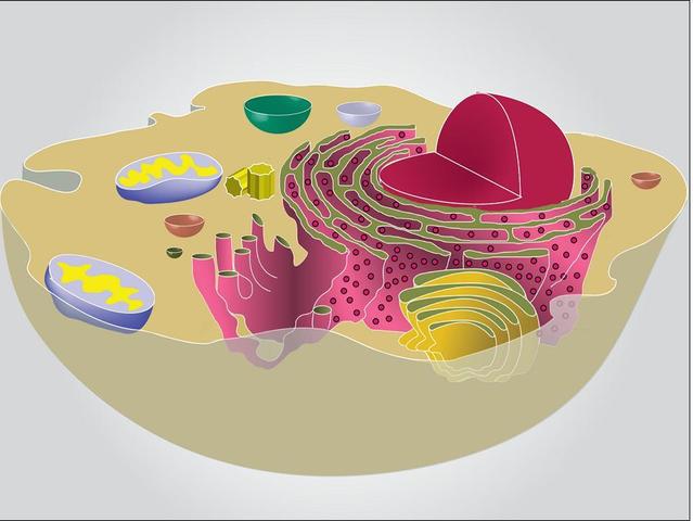 Development of the term cell