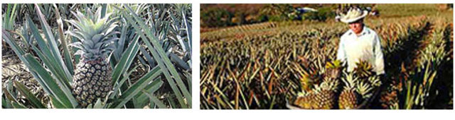 Pruducto Agricola De Lajas