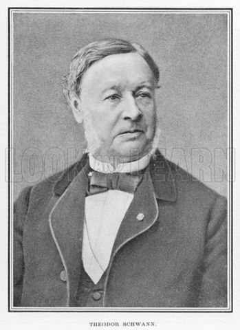 Theodor Schwann's Attributions