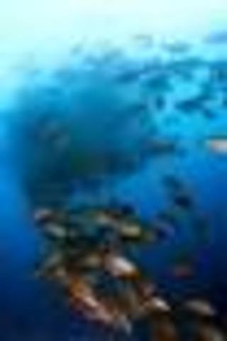 Fish population reduced.