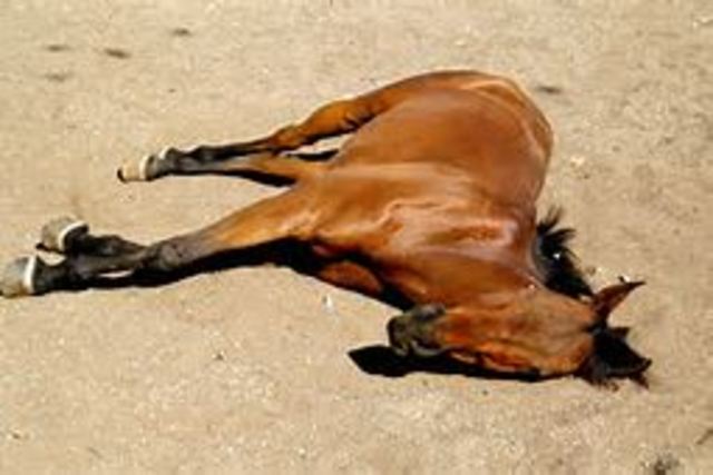 horse dead