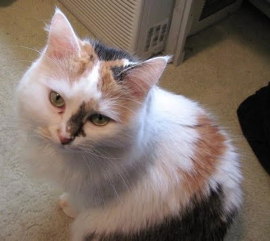 More injections into other animals