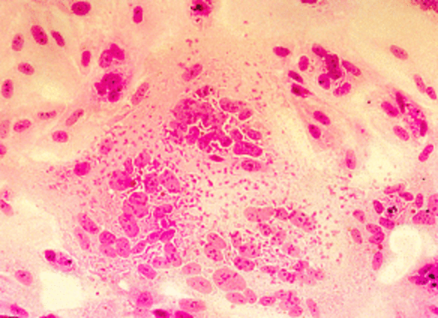 Two Americans find out how I move