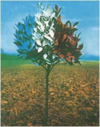 Schönberg and Boubil write "La Revolution Française"