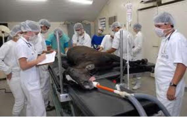 MI CLINICA VETERINARIA