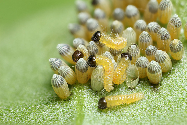 La oruga sale del huevo.