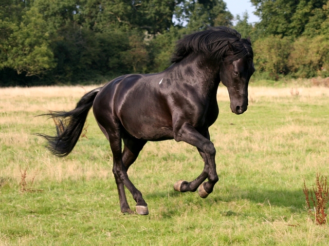 Horse