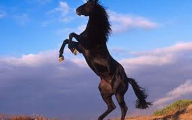 Culture (traditional values)