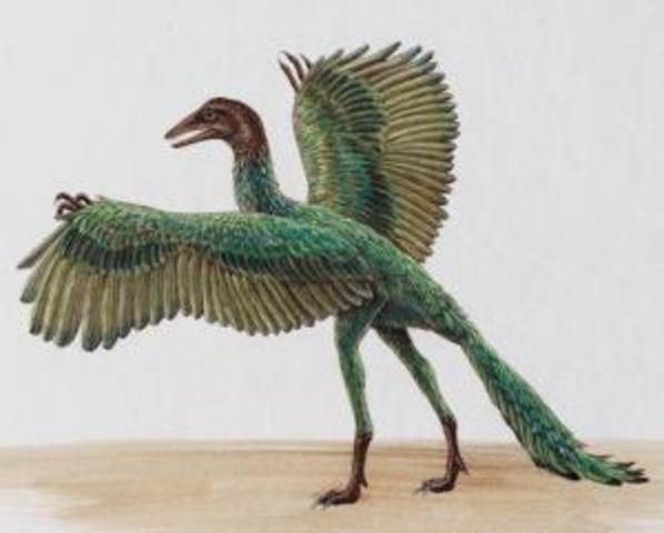 Archaeopteryx: "First Bird" Lived 155-149 Million Years Ago