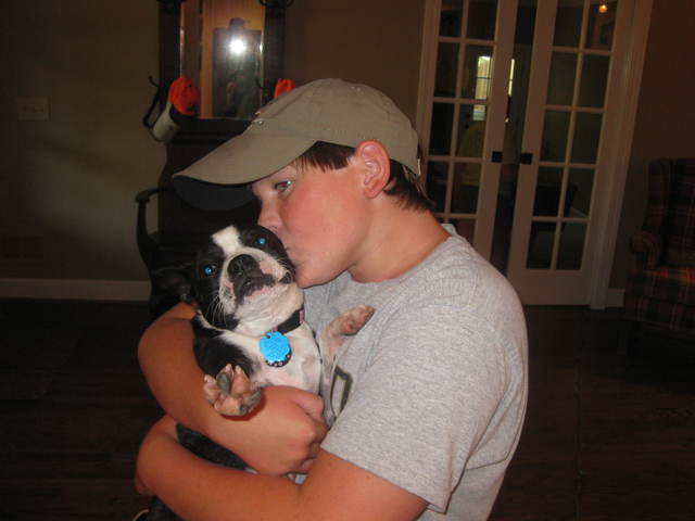 Got my Boston Terrier