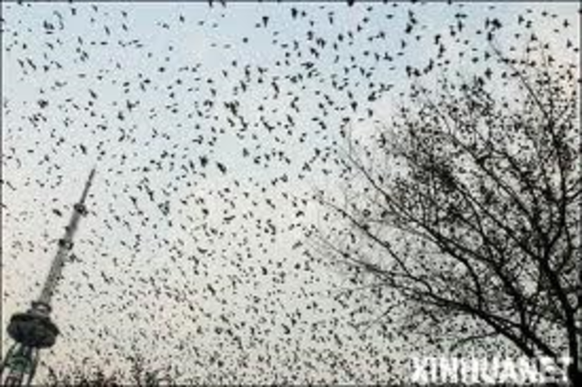 Millions of Birds
