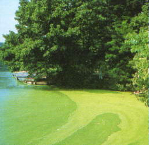 Phosphorus creates algae