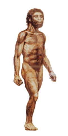 HOMO ERECTUS