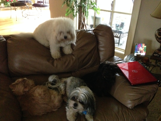 3rd, 4th, and 5th dog