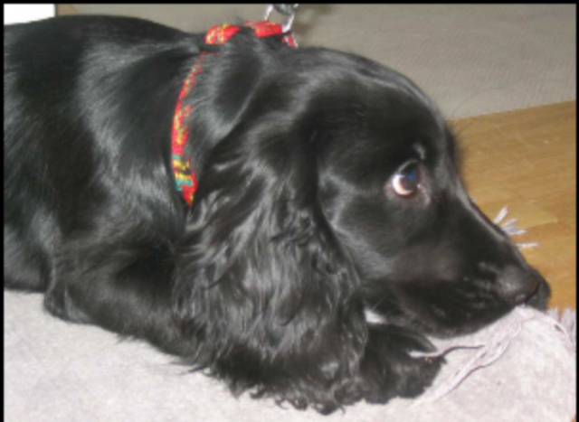 All dogs go to heaven