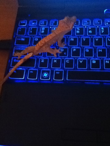 bought a lizard... no big deal