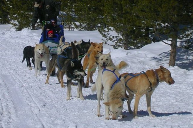 Trineos tirados por perros.