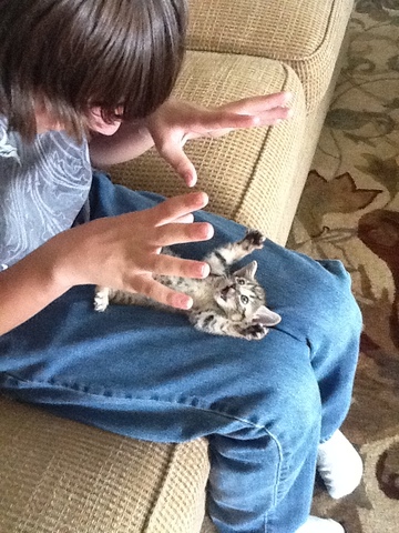 Fomentar los animales