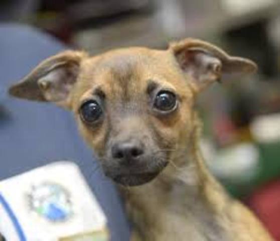 cunado yo tuve mi primer perro