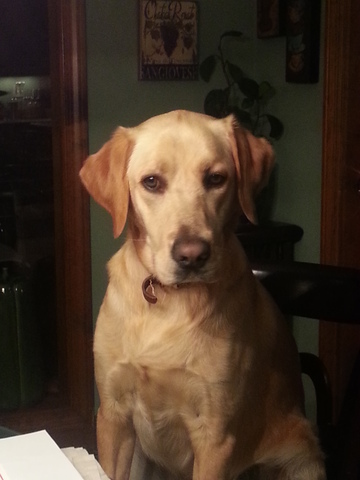 cuando yo tuve mi primer perro