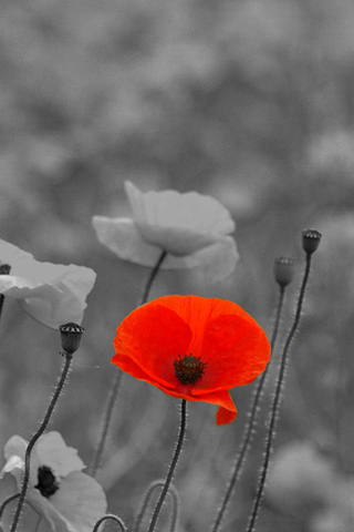 Official Declaration of WW2