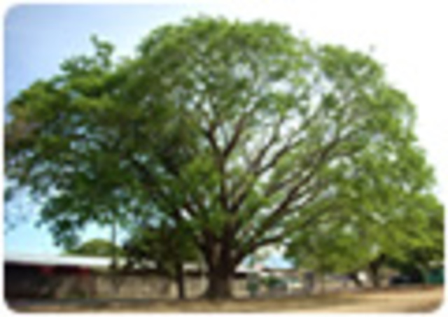 El Árbol de Guanacaste