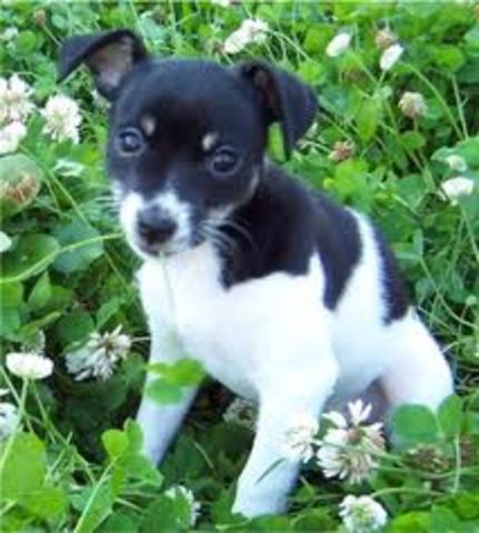 Recibí Scamp mi perro