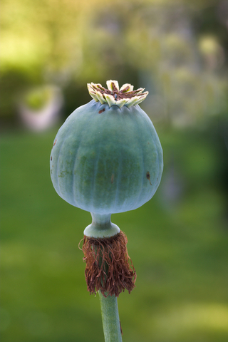 Opium as a cash crop