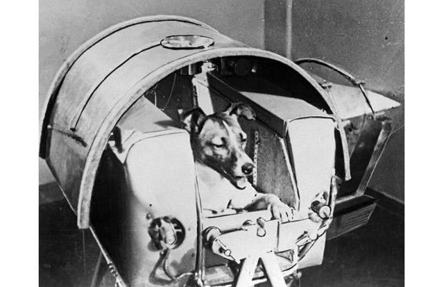 First Dog Launched Into Orbit