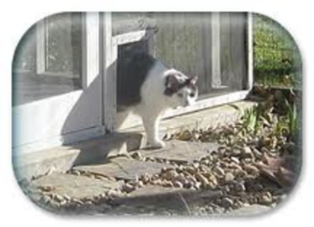 Cat Door