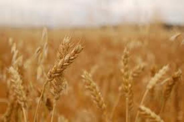 Widespread crop failures