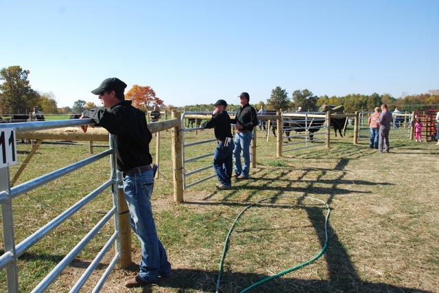 Picking Out Your Show Animal