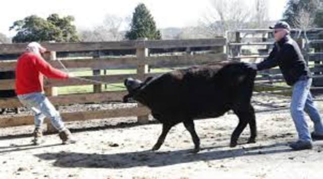 Breaking Your Animal to Lead