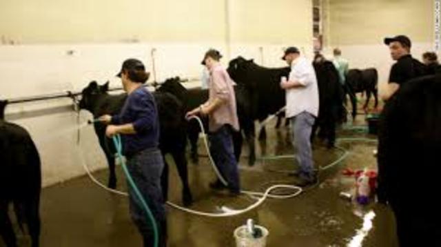 Washing Your Angus Heifer